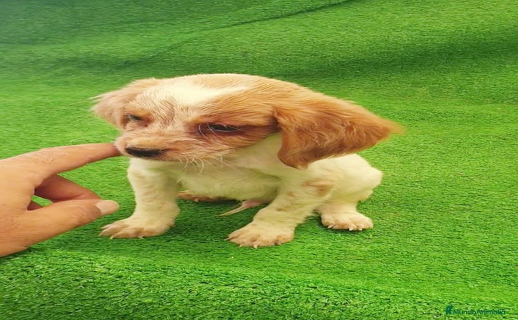 Épagneul Breton perros - Anuncio 1