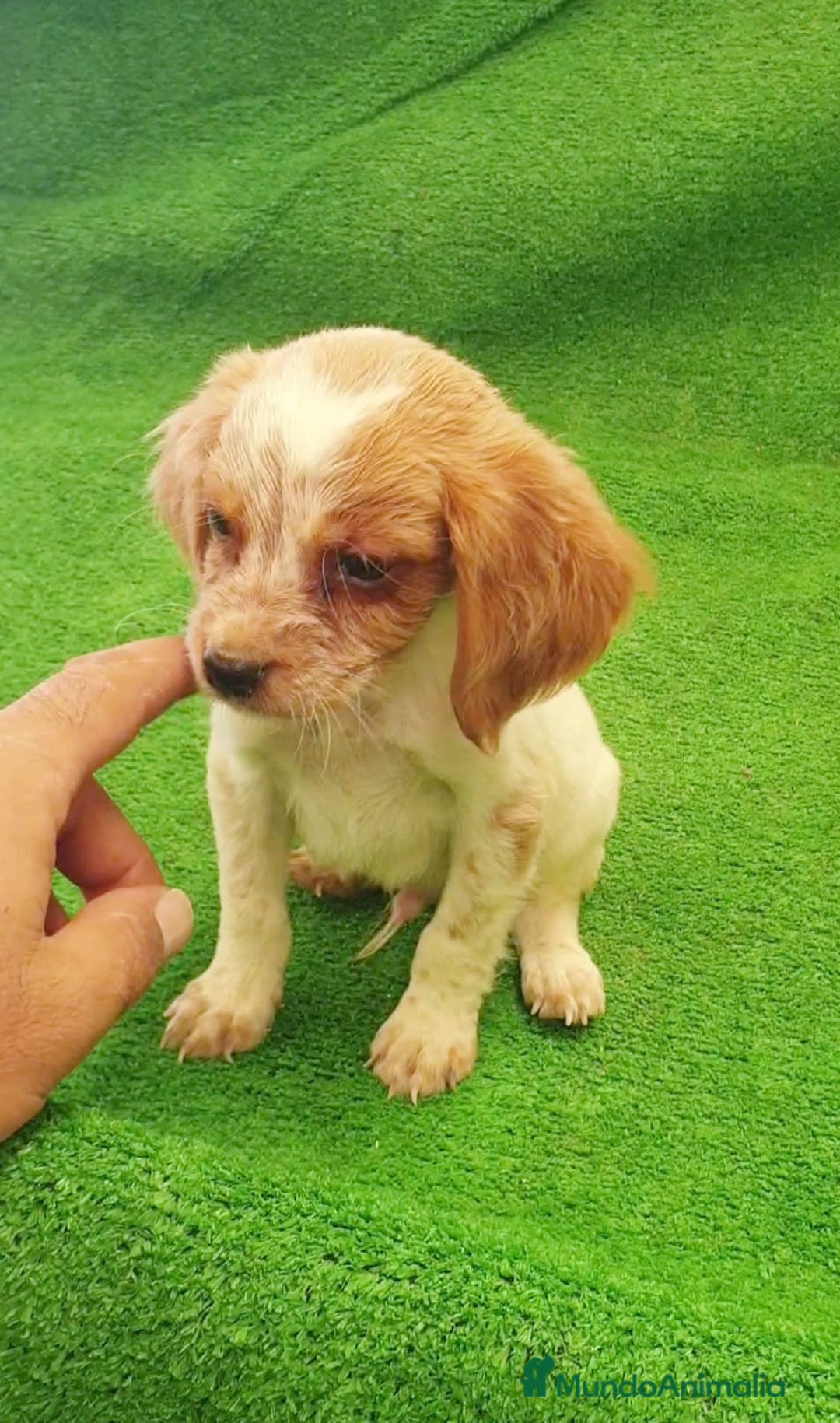 Épagneul Breton perros en venta: Cachorro Bretón  - Imagen 1