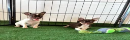 Chihuahua perros en venta: Chihuahuas  - Anuncio 3