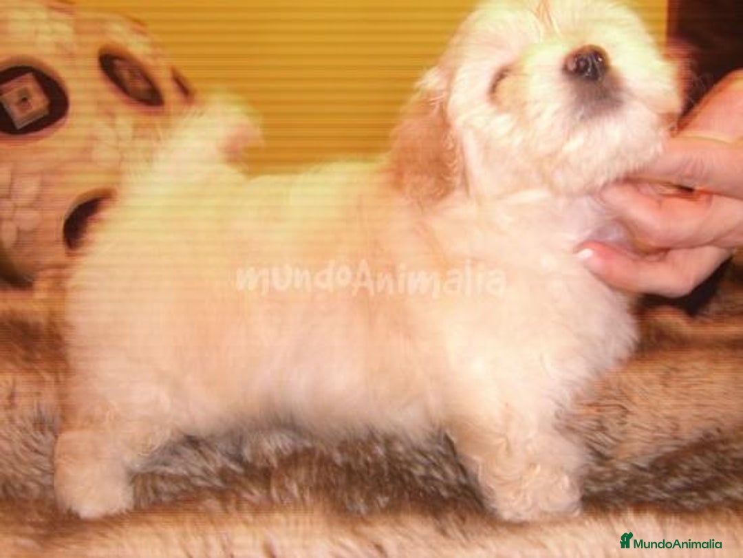 Imagen de galería {{count}}