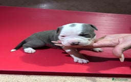 American Pit Bull Terrier perros en venta: camada American Pitbull Terrier  - Imagen 19