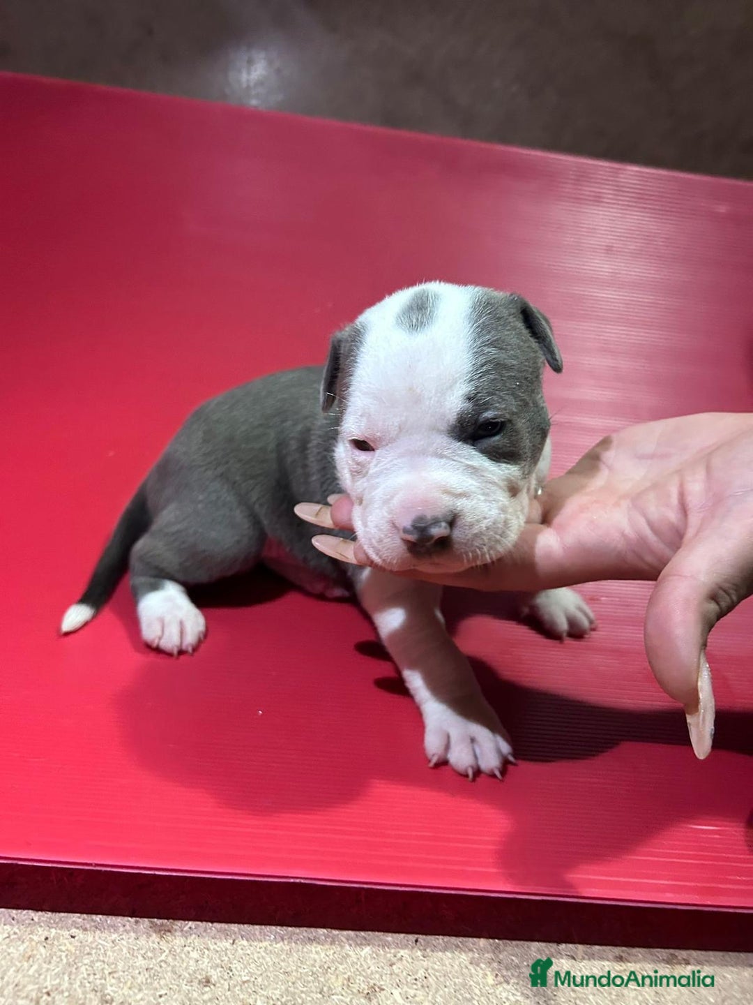 American Pit Bull Terrier perros en venta: camada American Pitbull Terrier  - Imagen 19