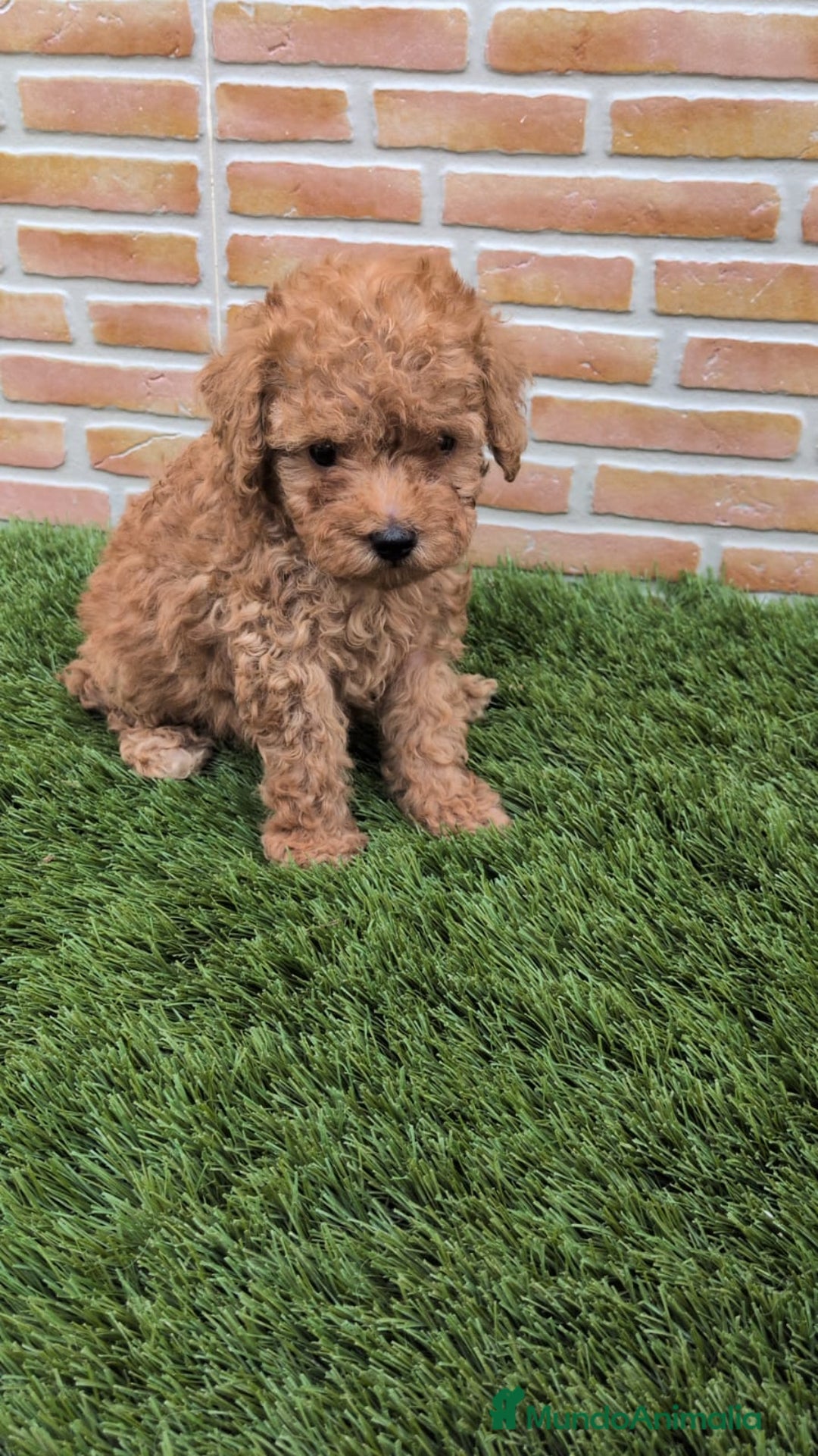 Caniche Toy perros en venta: Caniche toy  - Anuncio 5