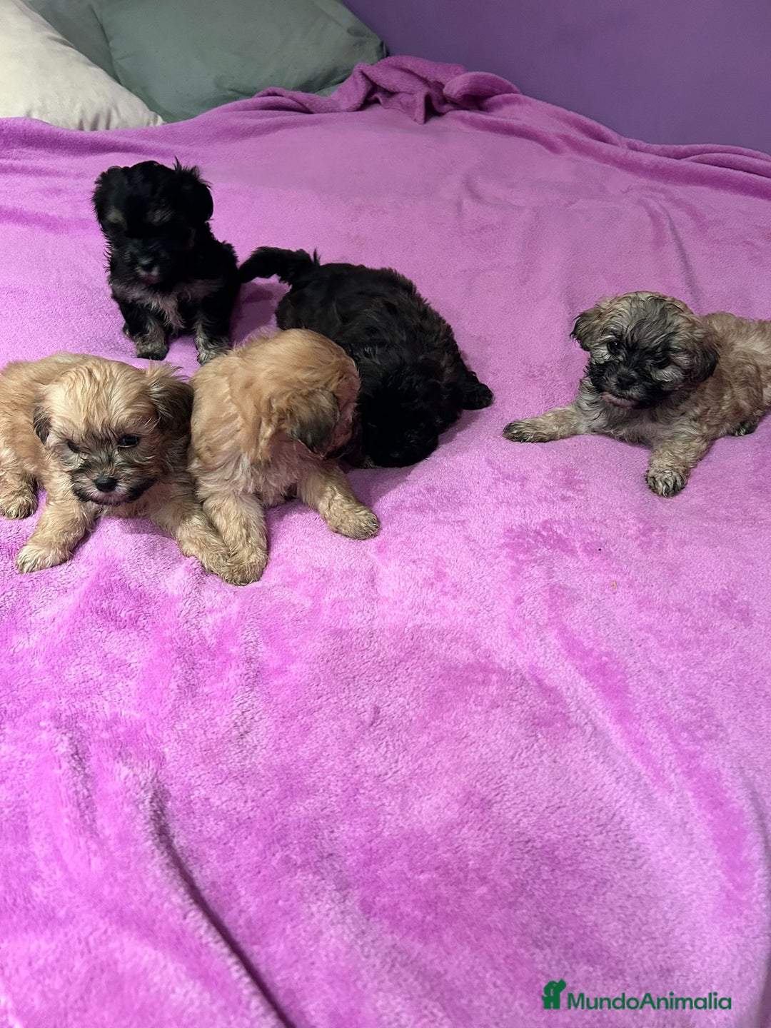 Bichón Habanero perros en venta: Bichón habanero  - Anuncio 5