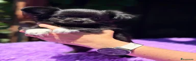 Chihuahua Cachorro 1