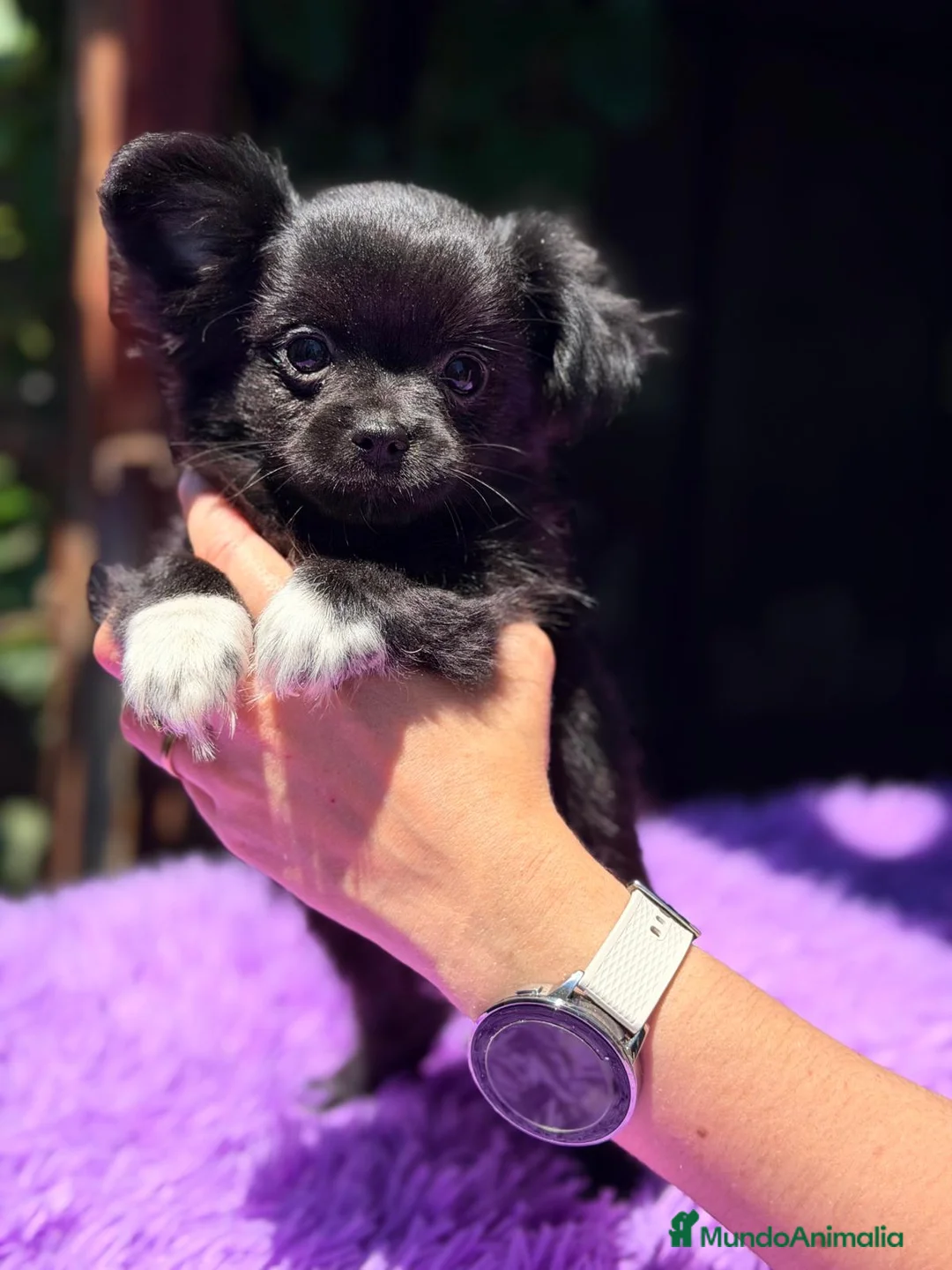 Chihuahua perros en venta: CHIHUAHUA PELO LARGO NEGRA - Anuncio 1