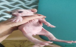 Sphynx gatos en venta: Sphynx pura raza. Tacto goma - Imagen 6