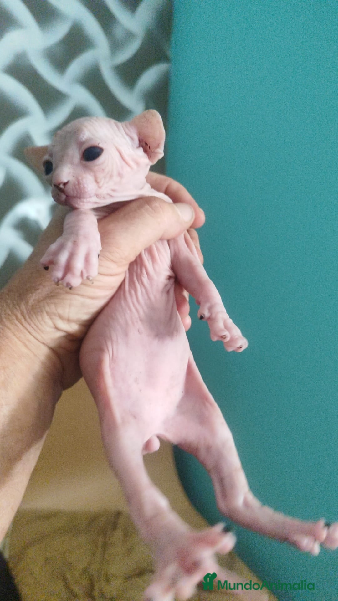 Sphynx gatos en venta: Sphynx pura raza. Tacto goma - Imagen 6