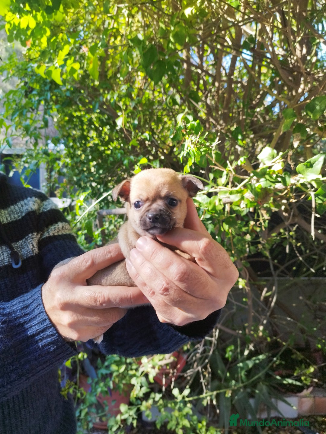 Chihuahua perros en venta: CHIHUAHUAS EXCLUSIVOS - Anuncio 10