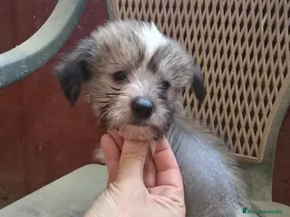 Perro Crestado Chino perros Crestados chinos en Madrid - Anuncio 3