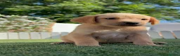 Labrador Retriever perros en venta: LABRADOR RETRIEVER  - Anuncio 12