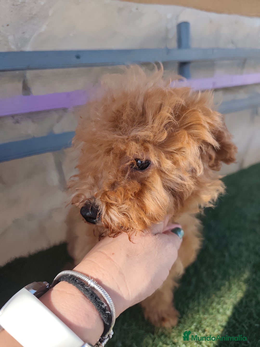 Caniche Toy perros en venta: Benny de PraoToro  - Imagen 7