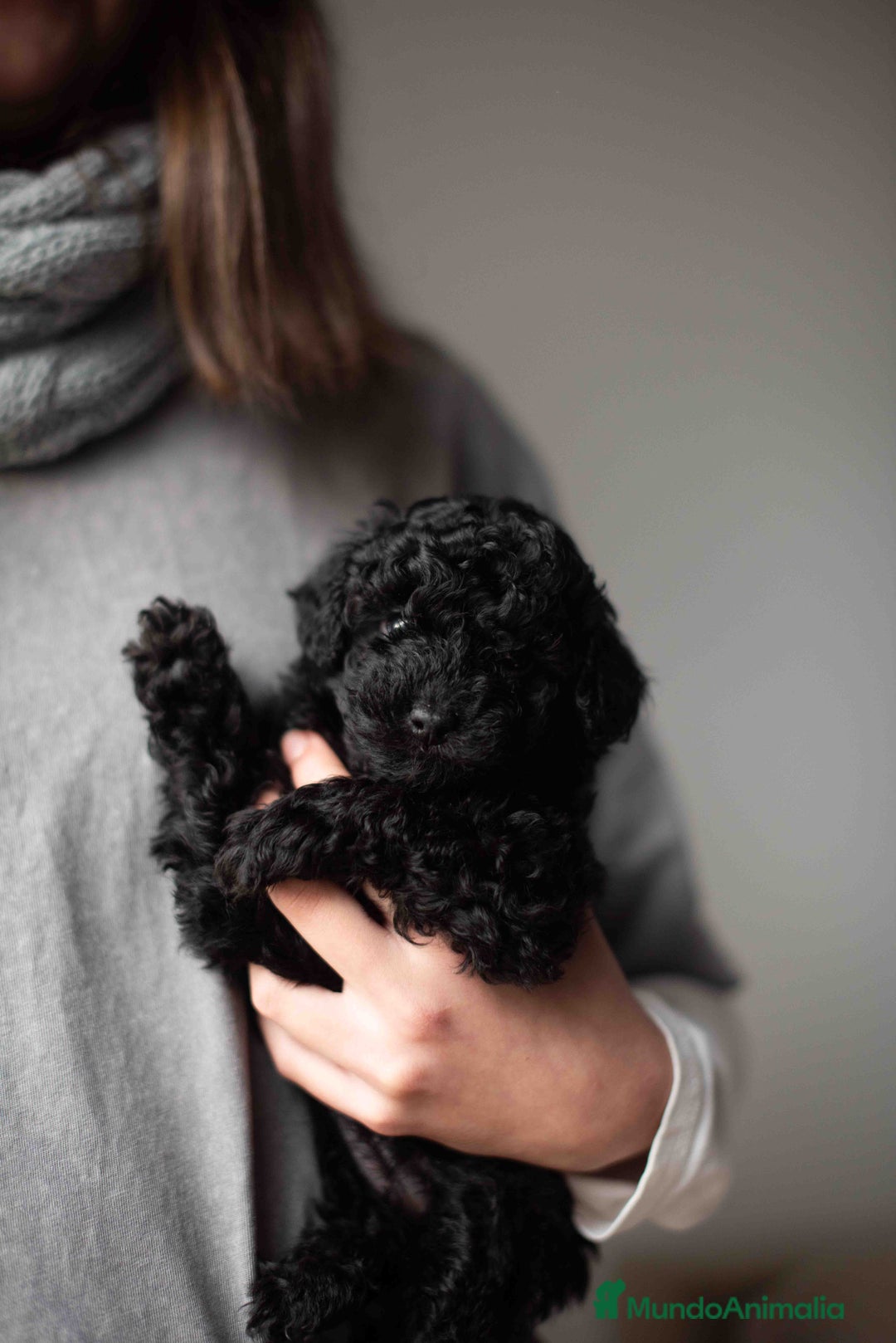 Caniche Toy perros en venta: Caniches toys negros - Anuncio 9