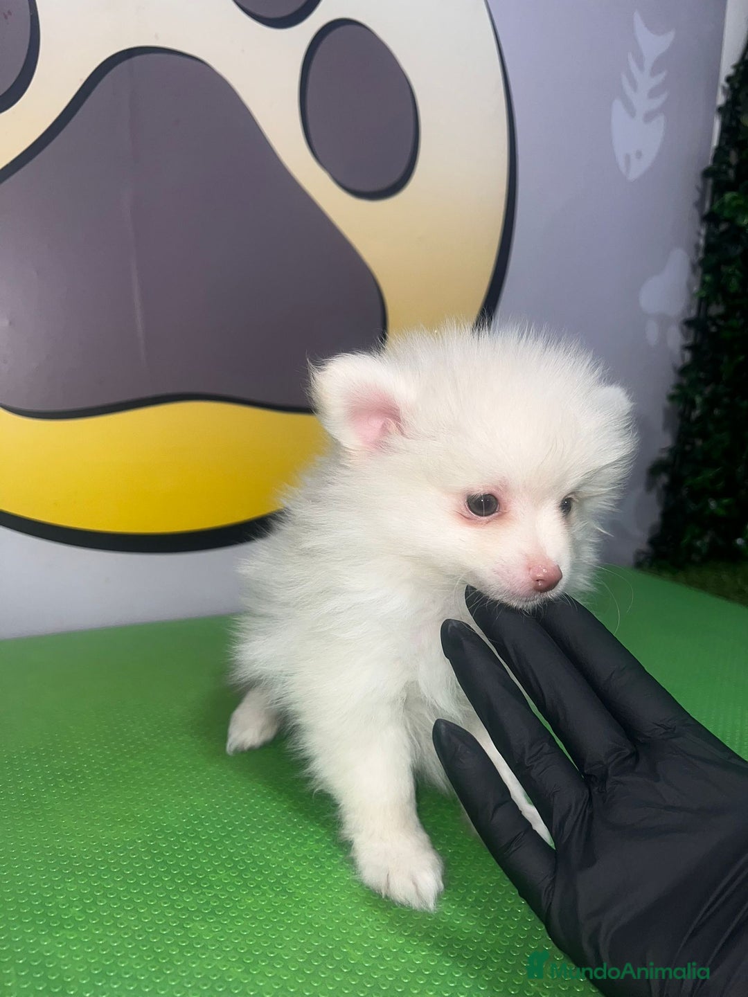 Pomerania perros en venta: POMERANIA LULU TOY  - Imagen 2