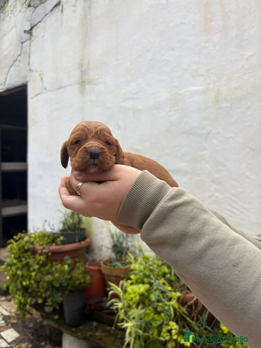 Cocker Spaniel Inglés perros en venta: Cachorritos de Cocker  - Anuncio 1