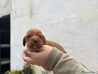 Cocker Spaniel Inglés perros Cachorritos de Cocker - Anuncio 2