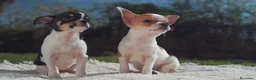 Chihuahua perros en venta: Cachorros de Chihuahua disponibles - Anuncio 1