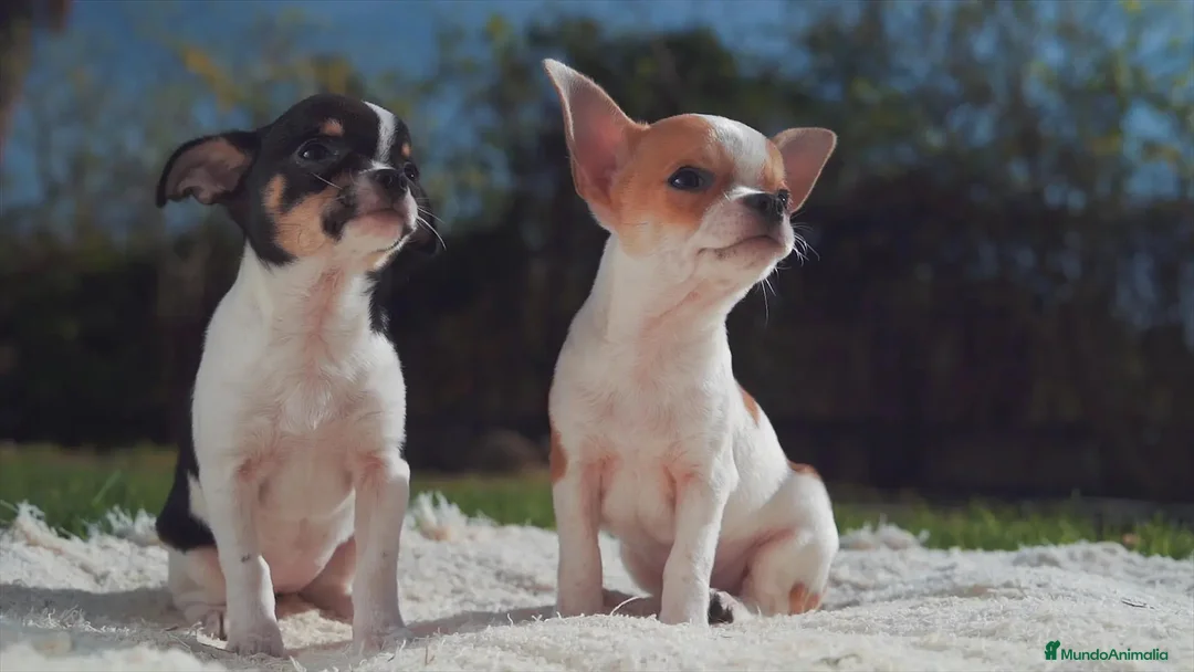 Chihuahua perros en venta: Cachorros de Chihuahua disponibles - Anuncio 1