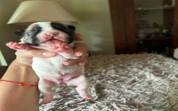 Bulldog Francés perros en venta: Bulldog francés  - Imagen 9