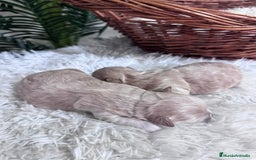 Maltipoo perros en venta: MALTIPOO  - Anuncio 4