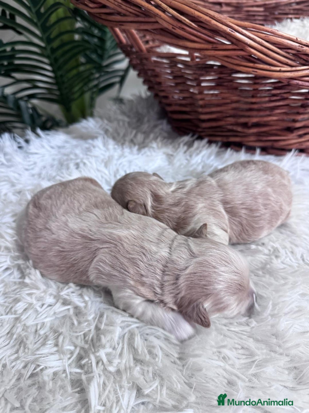 Maltipoo perros en venta: MALTIPOO  - Anuncio 4