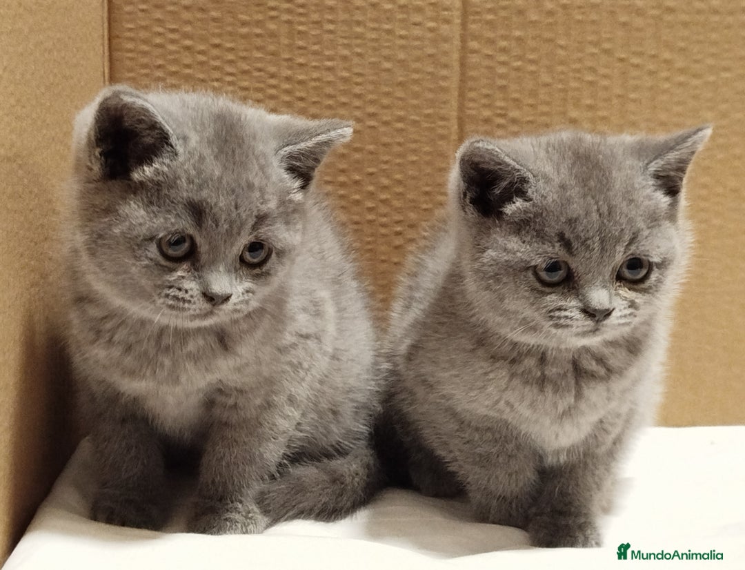 Británico de Pelo Corto Azul gatos en venta: British Shorthair Preciosas - Anuncio 1