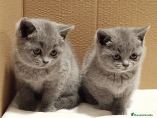 Británico de Pelo Corto Azul gatos British Shorthair Preciosas - Anuncio 1