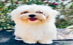 Bichón Maltés perros en venta: BICHÓN MALTES TOY MACHO - Imagen 2
