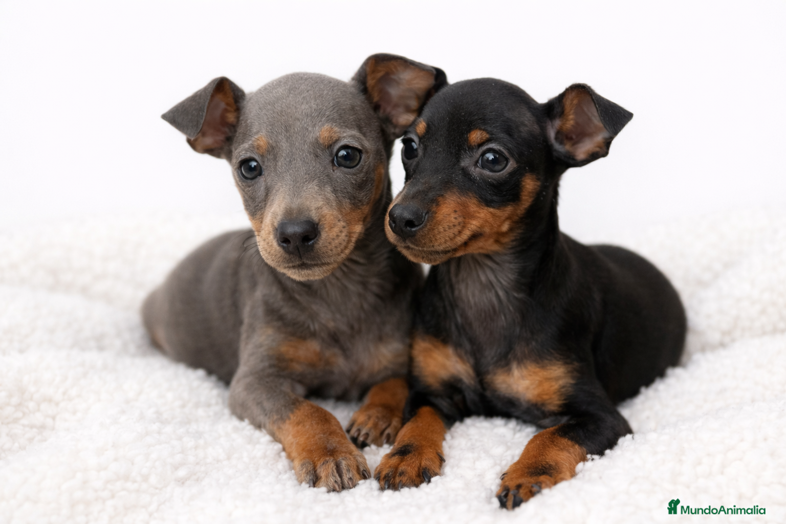 Pinscher Miniatura perros Pincher miniatura Blue  - Anuncio 1