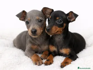 Pinscher Miniatura perros Pincher miniatura Blue - Anuncio 1