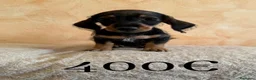 Teckel Miniatura perros en venta: Tekel minis pelo semiduro - Anuncio 2