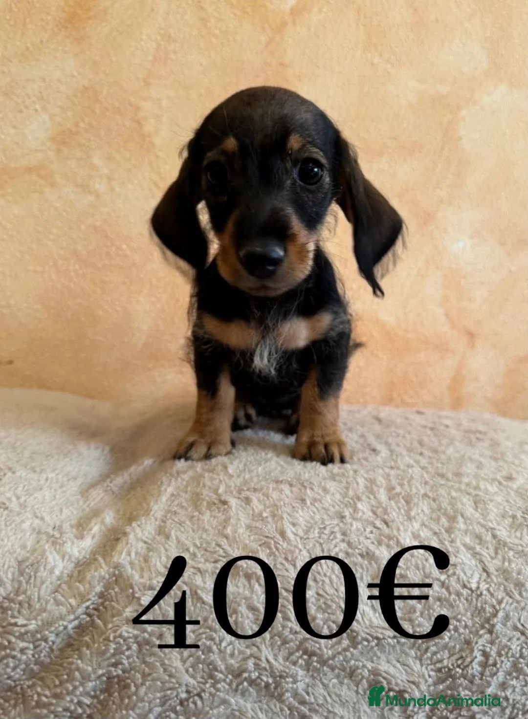 Teckel Miniatura perros en venta: Tekel minis pelo semiduro - Anuncio 2