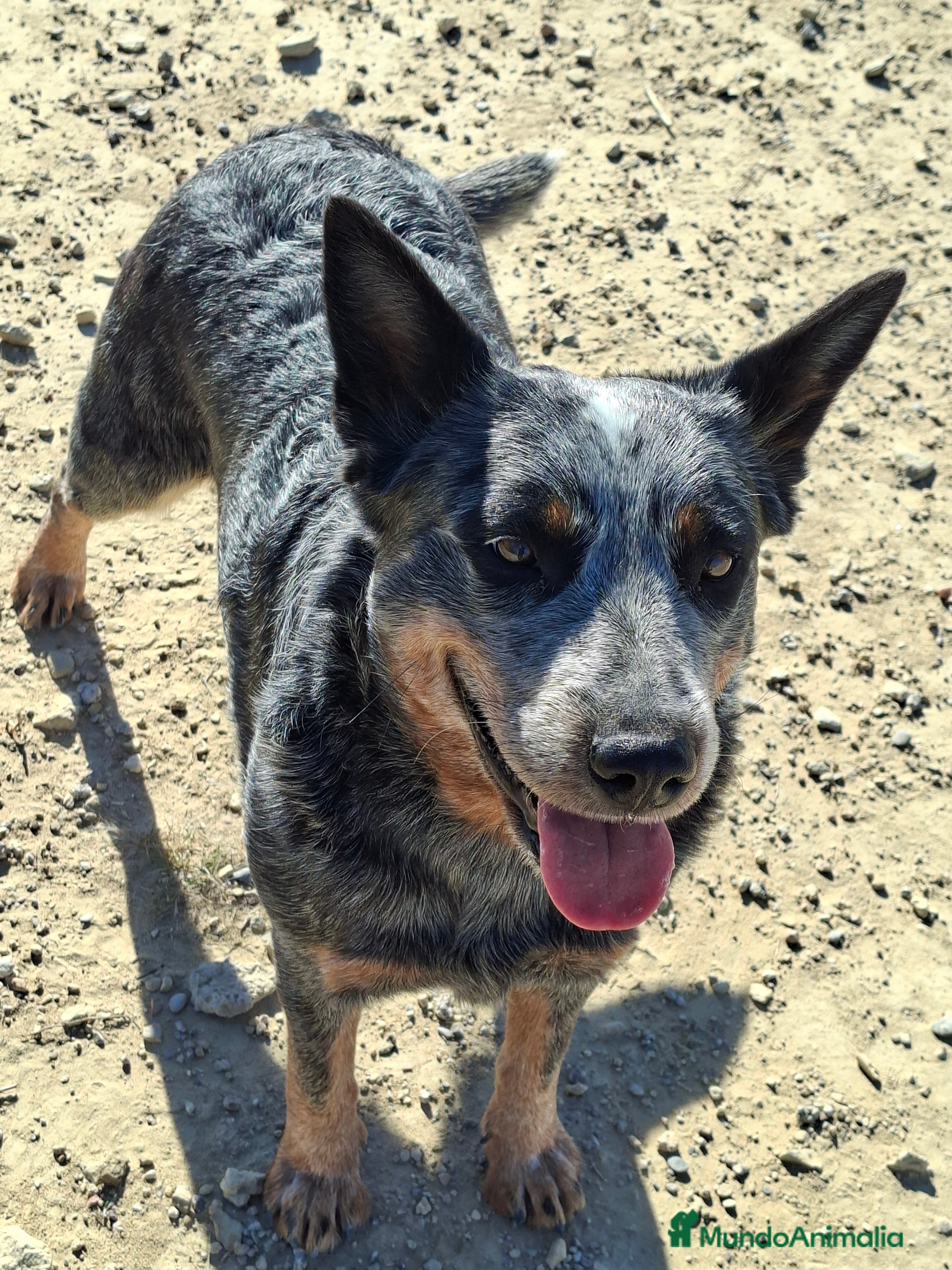 Boyero de Australia perros Australian cattle dog hembra en regalo - Anuncio 1