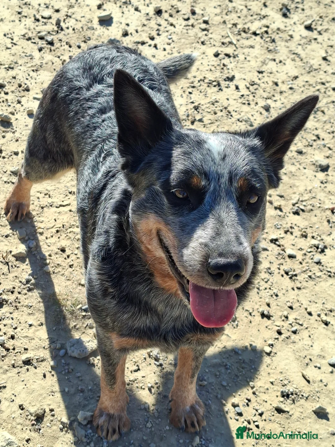 Boyero de Australia perros en venta: Australian cattle dog hembra en regalo - Anuncio 1