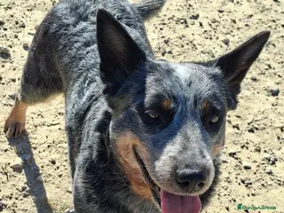 Boyero de Australia perros Australian cattle dog hembra en regalo - Anuncio 1