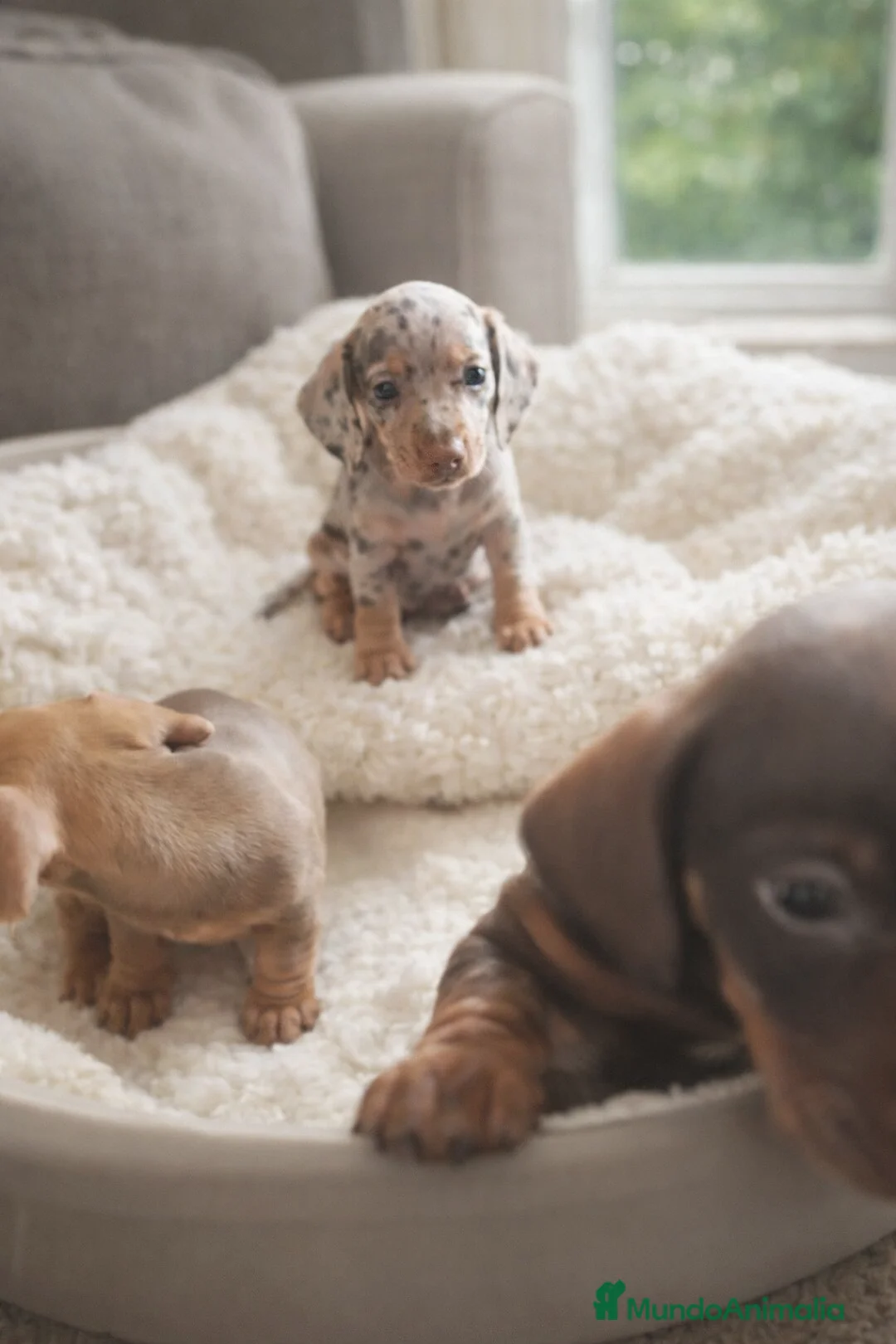 Teckel Miniatura perros en venta: Cachorritos miniatura kaninchen - Anuncio 3