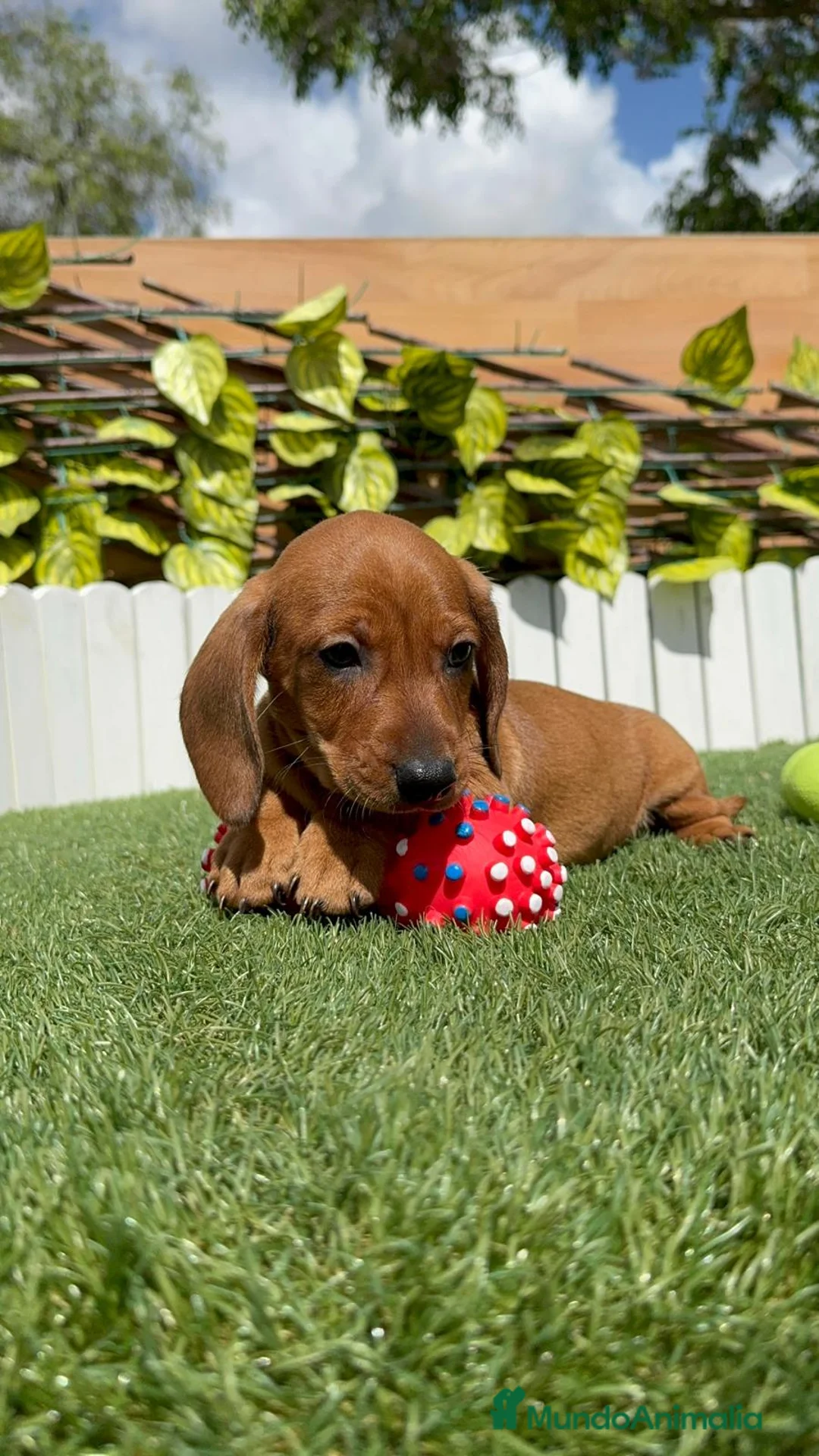 Teckel perros en venta: TECKEL ROJO MACHO en Madrid - Anuncio 1