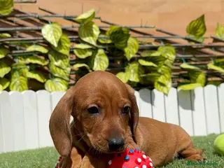 Teckel perros TECKEL ROJO MACHO en Madrid - Anuncio 2