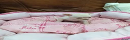 Chihuahua perros en venta: CHIHUAHUA TOY - Anuncio 15