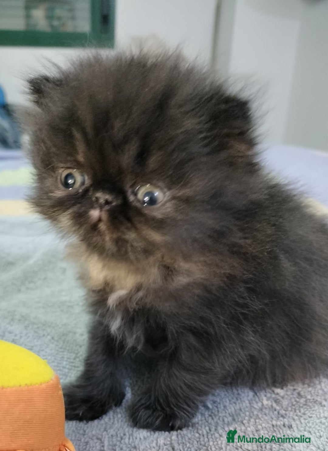 Persa gatos en venta: Gatos persas - Anuncio 2