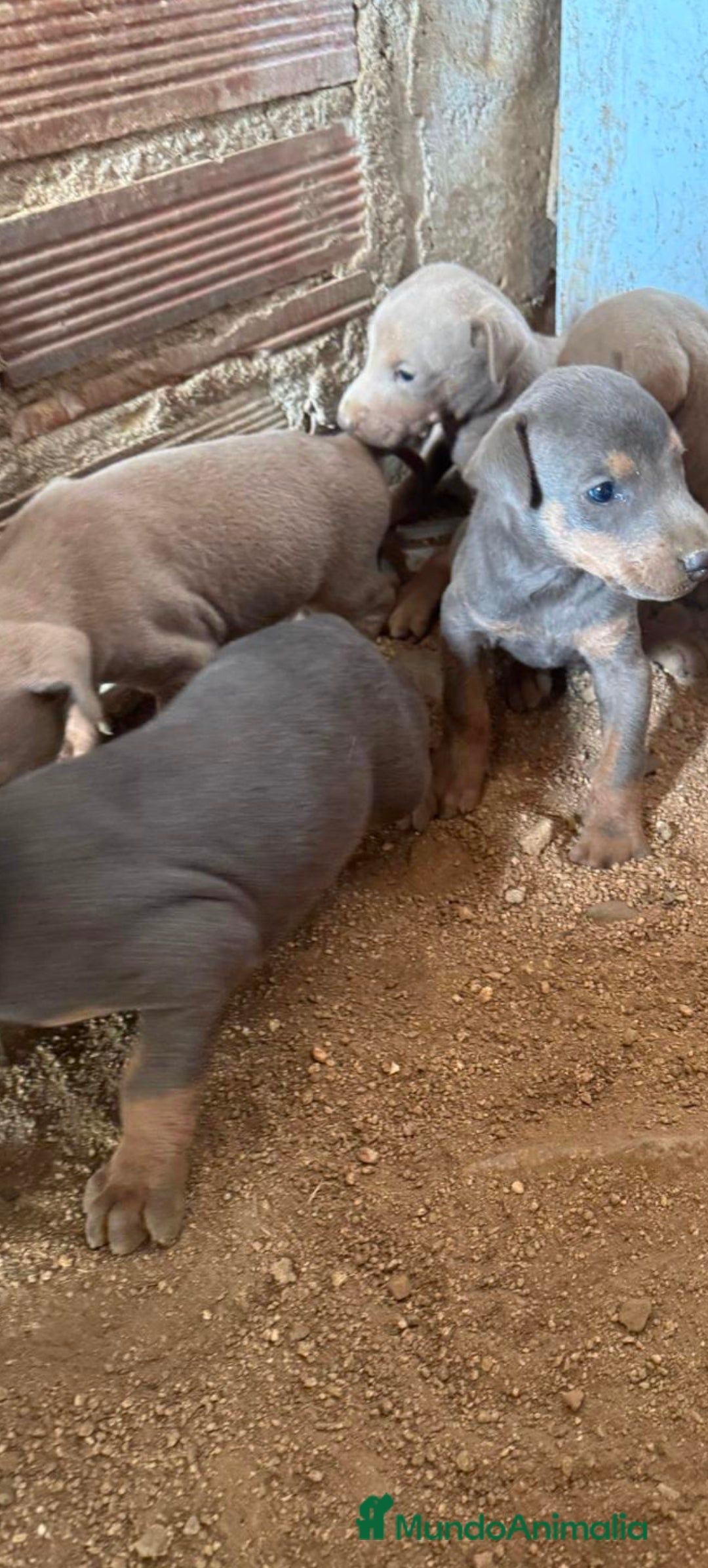 Dobermann perros en venta: Doberman blue y Isabella  - Imagen 2