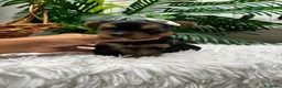 Yorkshire Terrier perros en venta: YORKSHIRE TERRIER MACHO - Anuncio 5