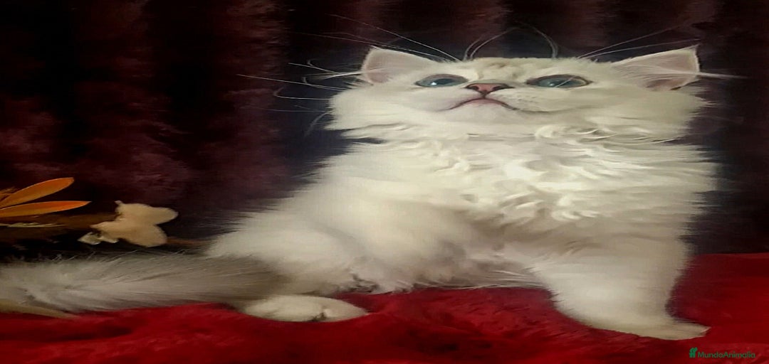 Imagen de galería {{count}}