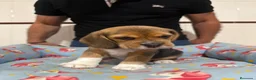 Beagle perros en venta: Cachorros beagle tricolor - Anuncio 8