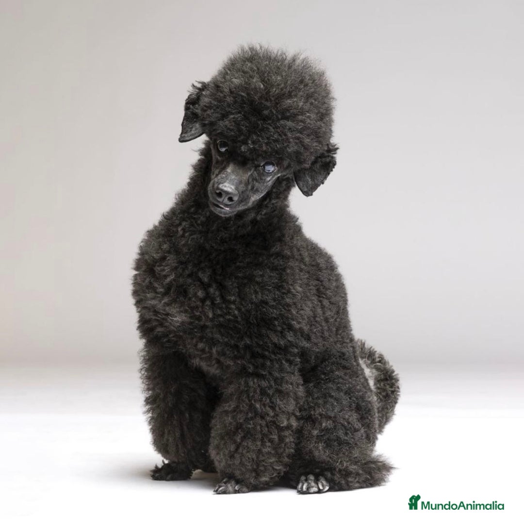 Imagen de galería {{count}}