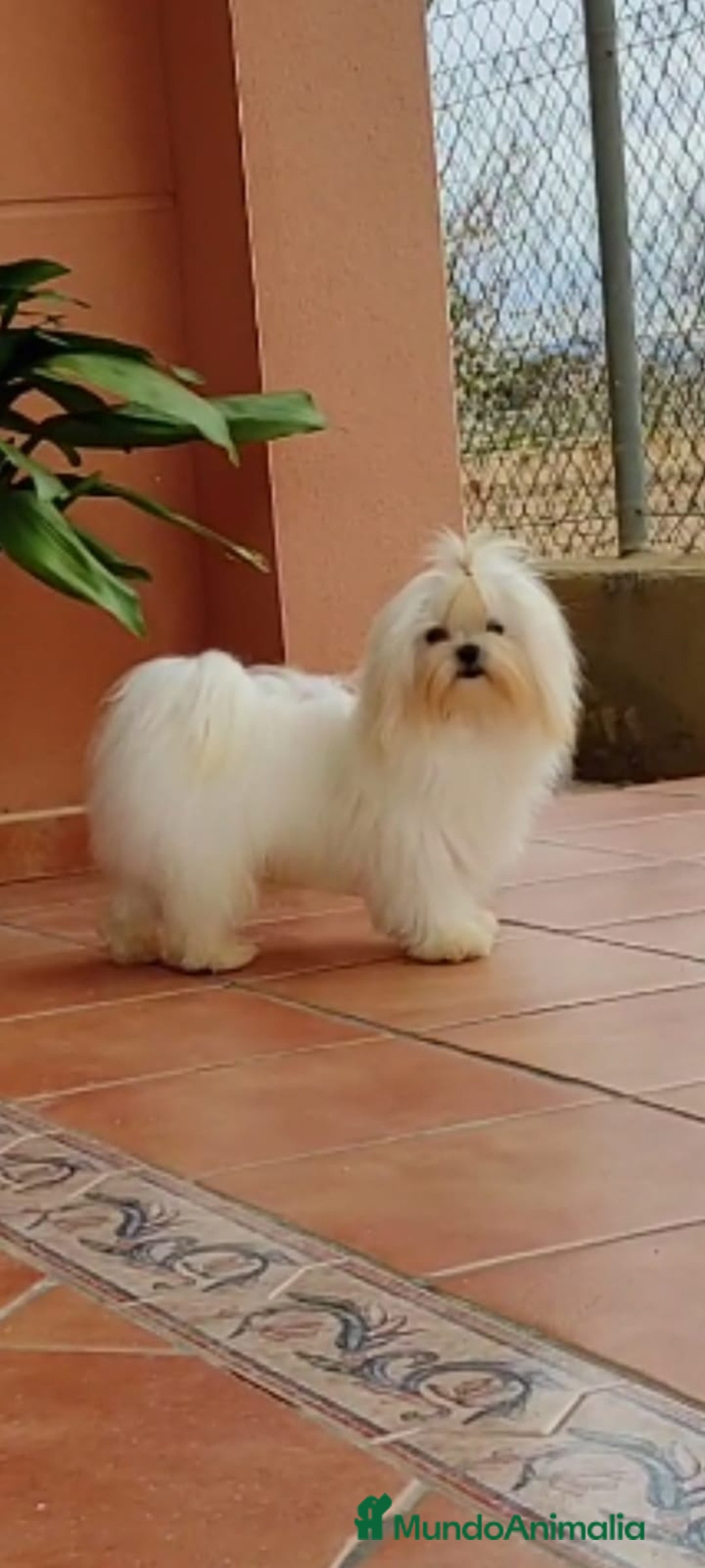 Bichón Maltés perros en venta: Macho maltés coreano ❗❗ precioso toy  - Imagen 2