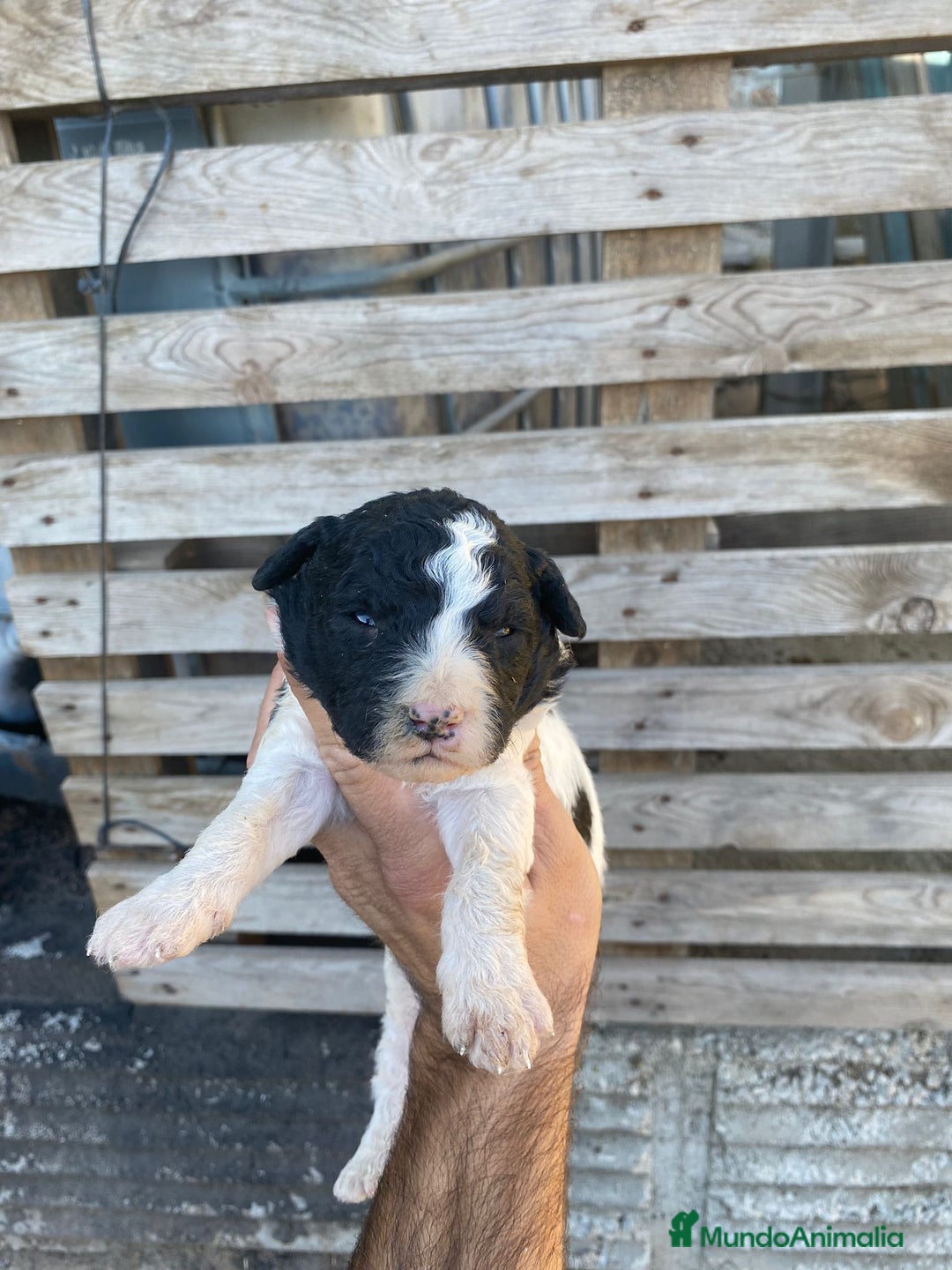 Perro de Agua Español perros en venta: Perro de agua  - Anuncio 10