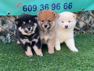 Shiba Inu perros - Anuncio 5