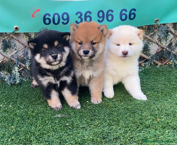 Shiba Inu perros - Anuncio 1