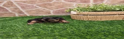 Yorkshire Terrier perros en venta: Yorkshire terrier - Anuncio 28